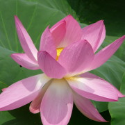 picture of pink flower