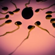 Sperm cells and an egg