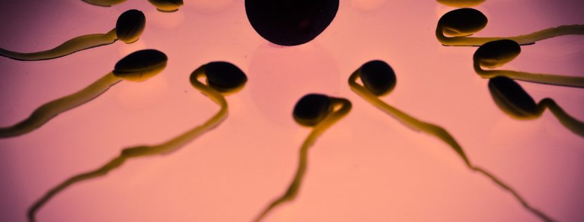 Sperm cells and an egg