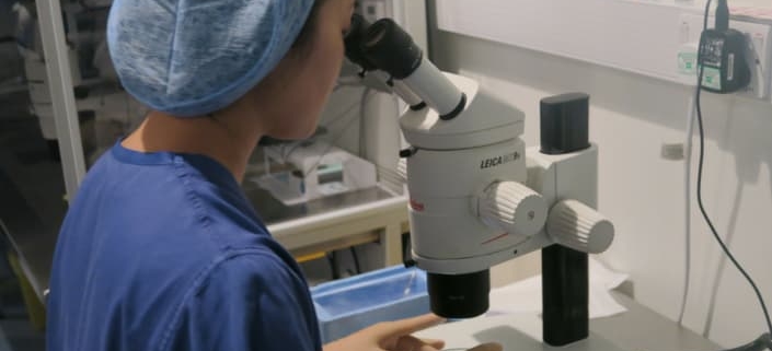 Clinician looking at embryos under a microscope